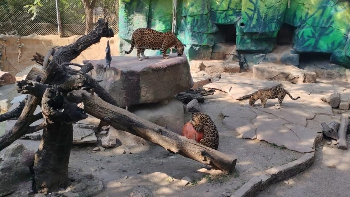 Zoológico de León.