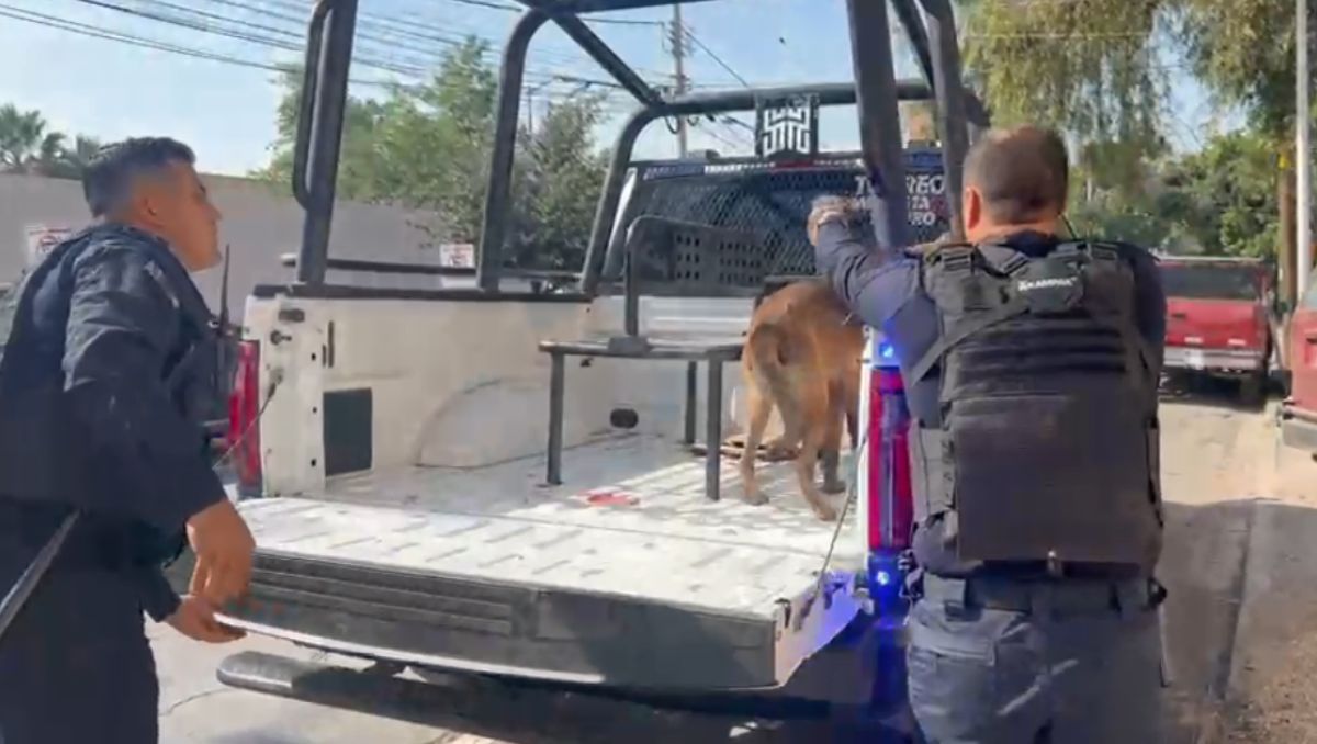 lo encontraron con la pata derecha severamente dañada, presuntamente a causa del impacto de un diablito. | Especial