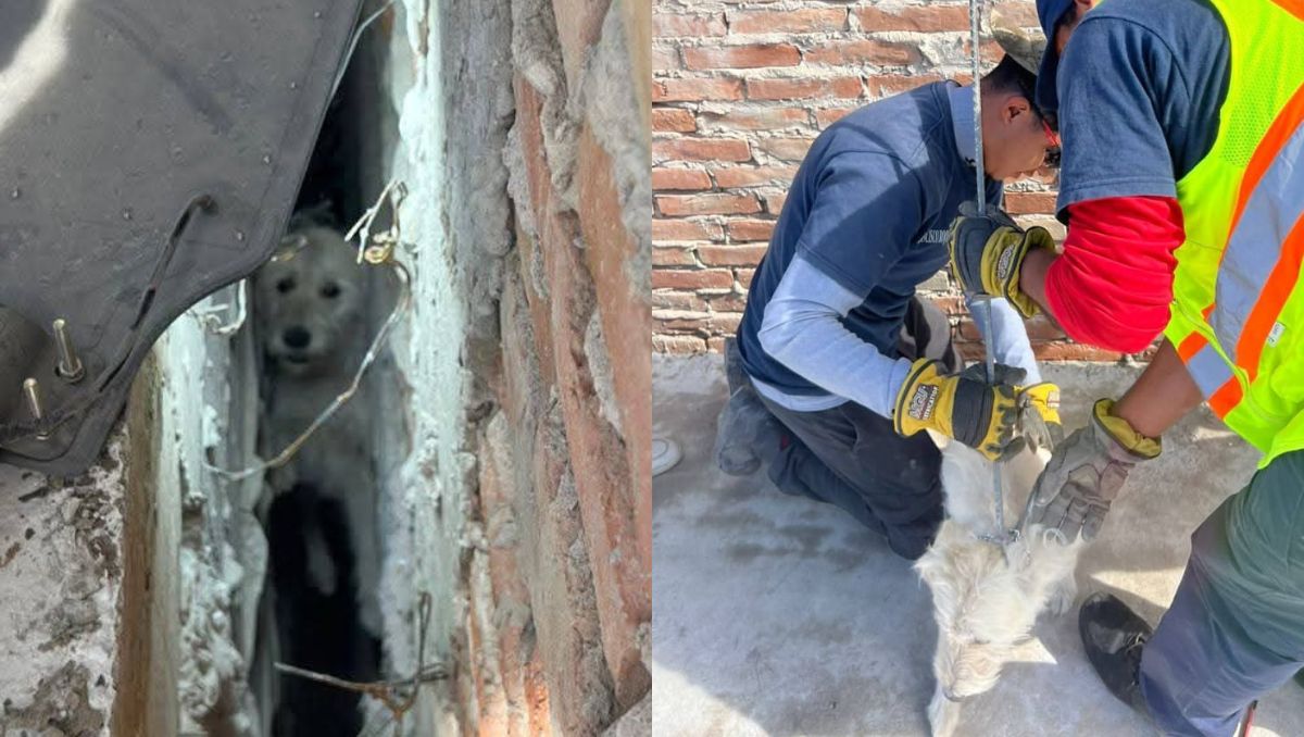 El espacio era muy estrecho y el perro prácticamente estaba inmovilizado. | Especial