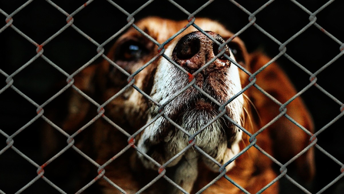 Guanajuato rompe récord en denuncias de maltrato animal en 2025 | Especial