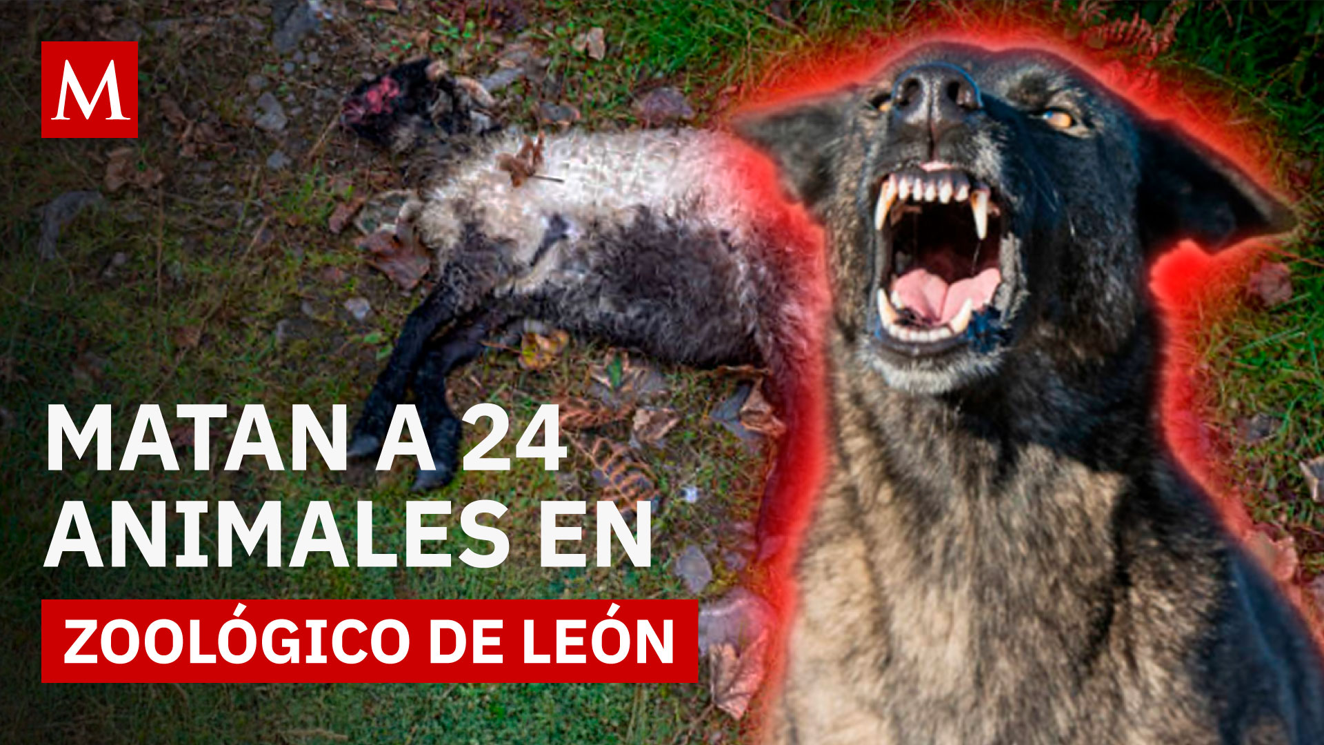 Así ocurrió la tragedia en el Zoológico de León: 24 borregos muflones muertos