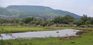 Encuentran un mono araña muerto cerca del Zoológico de León.
