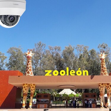 Así lo dio a conocer Jorge Guillén Rico tras la muerte de 24 borregos muflones atacados por una jauría.