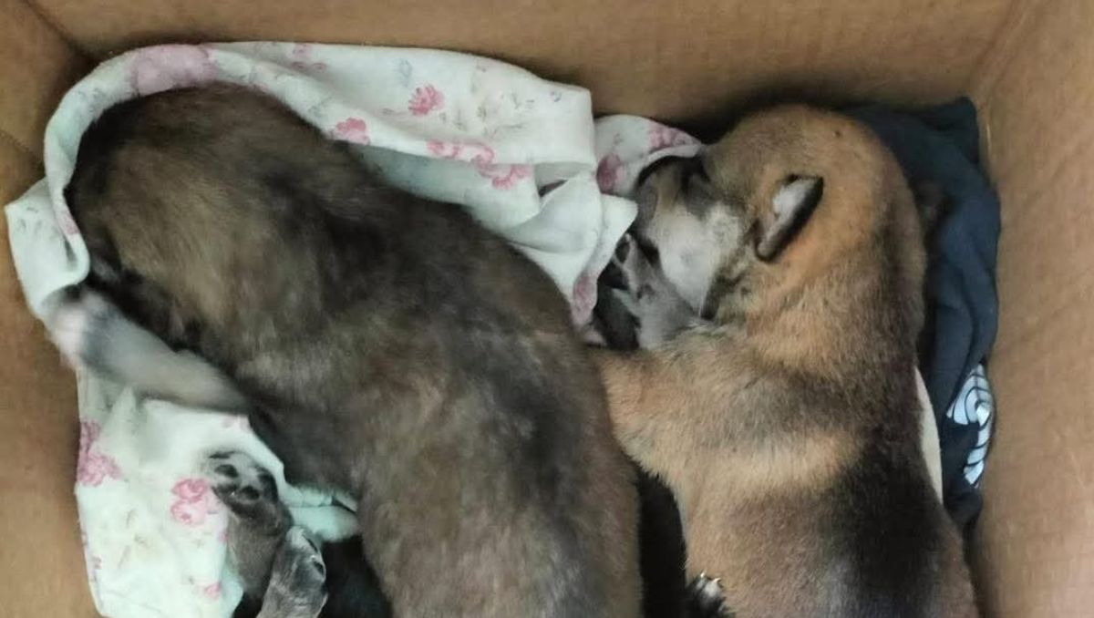 Fueron abandonados a las afueras de la estación de Bomberos Colón. | Especial