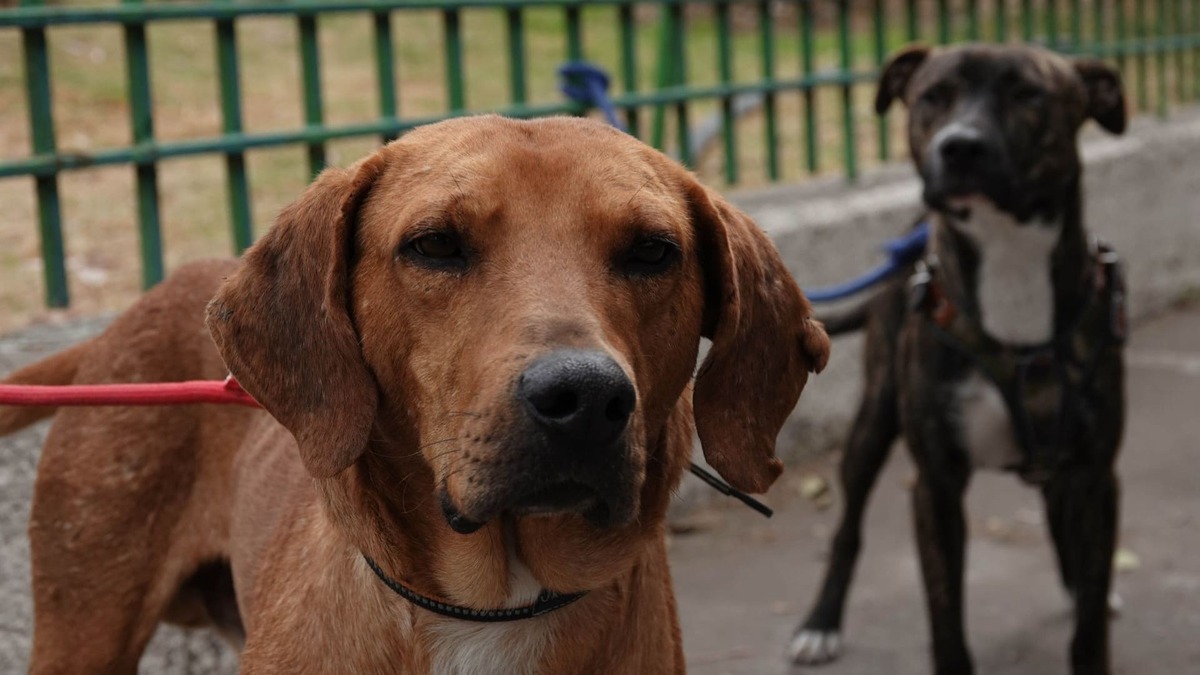¡No los abandones! Instalan módulo para resguardar perritos ‘peregrinos’ de cara a la celebración a la Virgen de Guadalupe; ¿en dónde está?