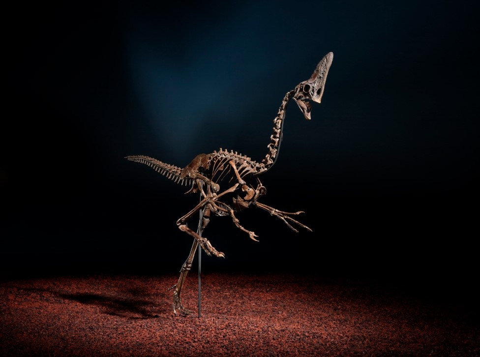 ¡Un nuevo mercado millonario! El esqueleto del dinosaurio 'Spike' se subasta 83.6 millones de pesos
