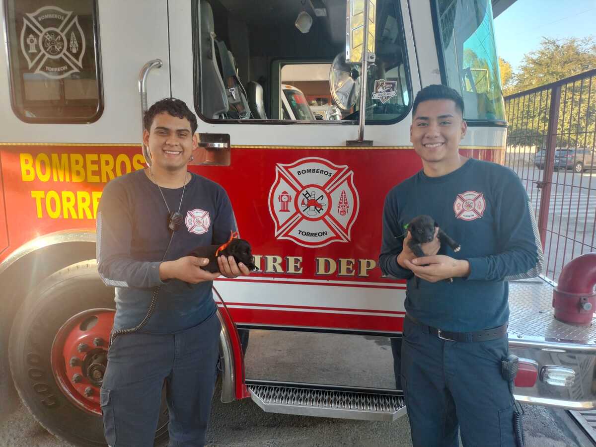 En Torreón, adoptan a cachorros abandonados en estación de Bomberos. | Especial