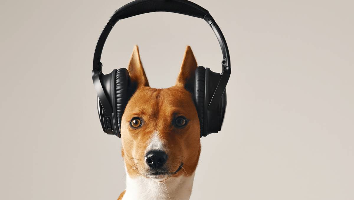 Así puedes cuidar a tu mascota para este Guadalupe-Reyes | ESPECIAL