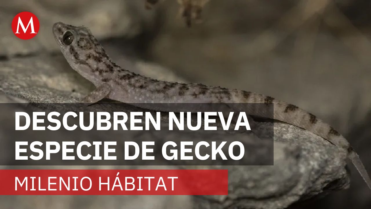 Científicos descubren nueva especie de gecko en RBTC | Milenio Hábitat