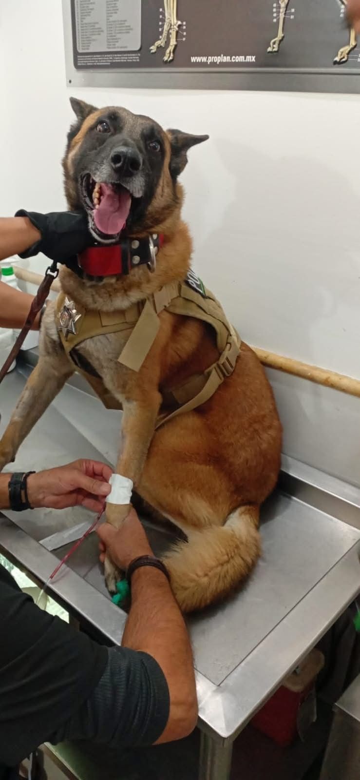 En Torreón, agente canino Noah dona sangre y salva a un chihuahua. (Especial)