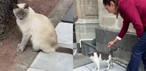Ellos son los gatos que viven en Palacio Nacional