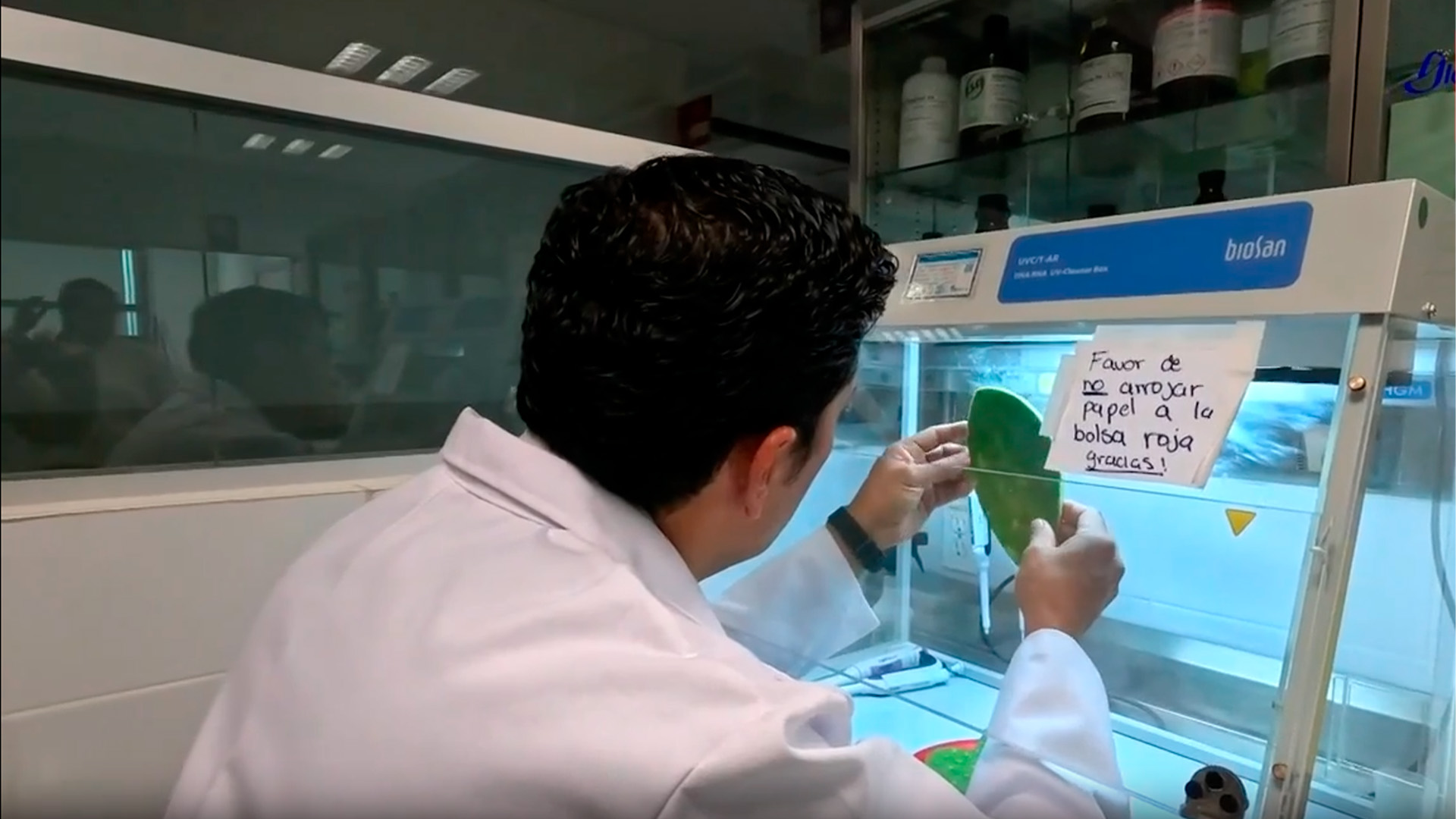 Suplemento de nopal podría prevenir obesidad durante el embarazo