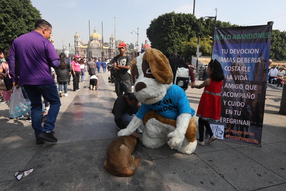 Voluntarios de la ONG Mundo Patitas rescatan a perros abandonados en las inmediaciones de la Basílica de Guadalupe. | Jorge Carballo