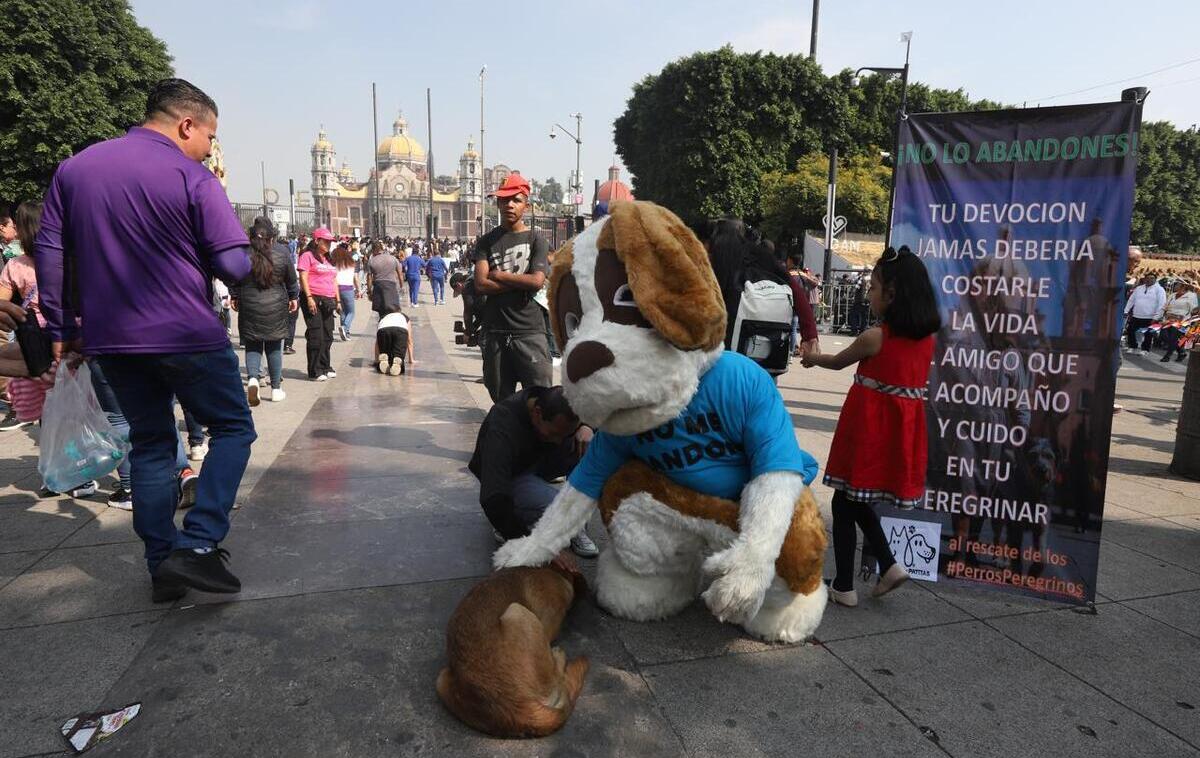 Voluntarios de Mundo Patitas rescatan a 50 perros abandonados en la Basílica de Guadalupe