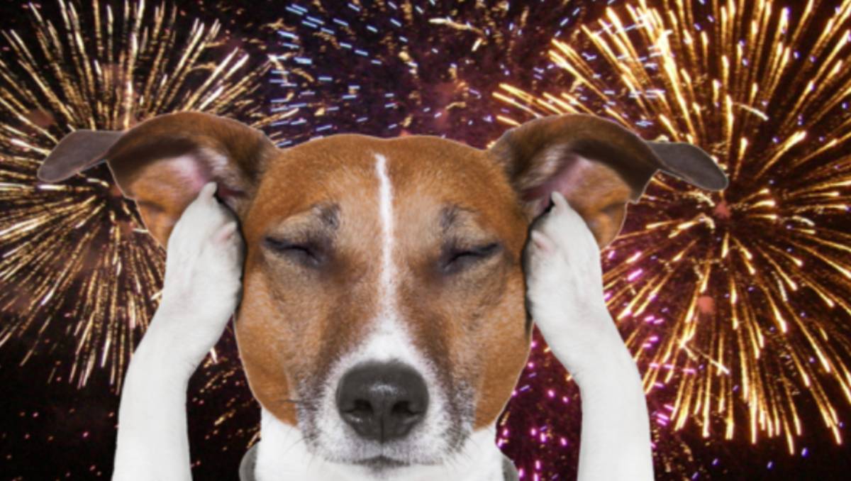 Fácil y barato: ¿Cómo crear un ‘refugio’ anti estrés contra pirotecnia, para perritos con ansiedad? Paso a paso