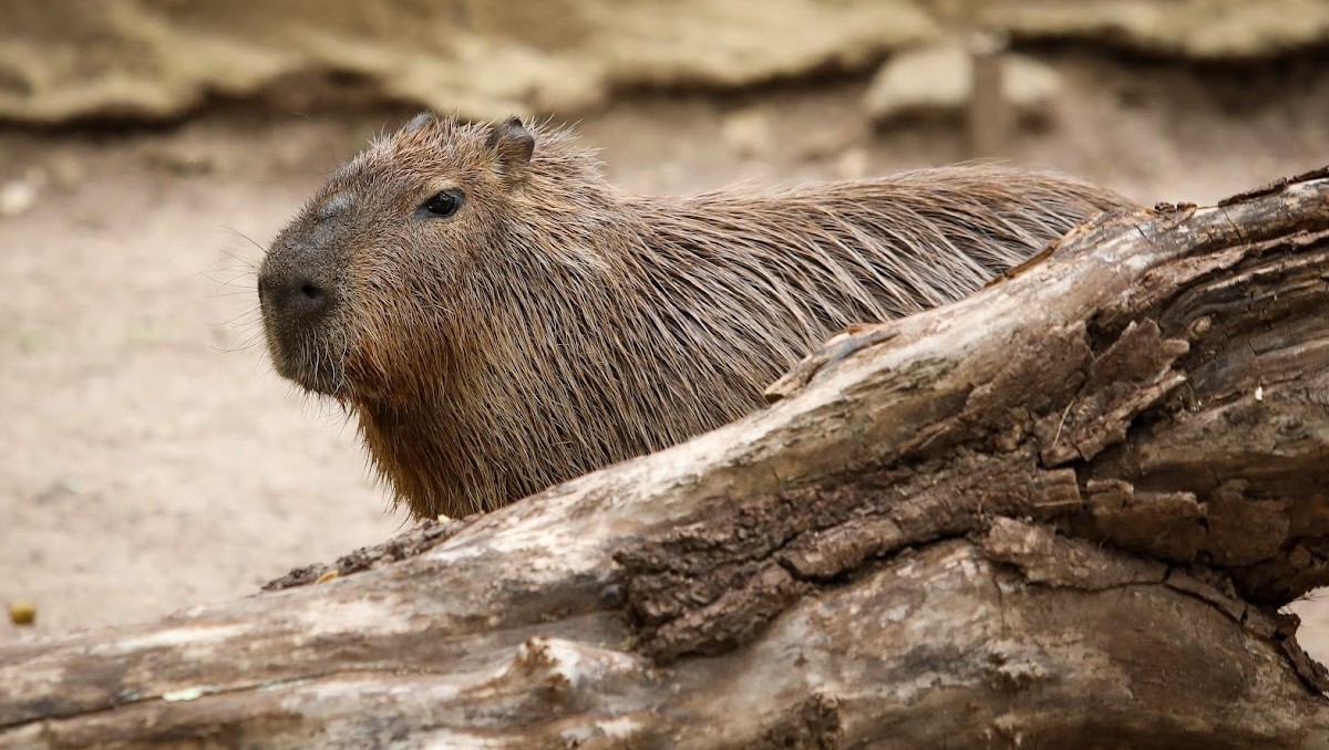 Desde 2024, la Contraloría Municipal de León detectó fallas graves de control interno, obras irregulares y falta de gobernanza. | Dany Béjar.