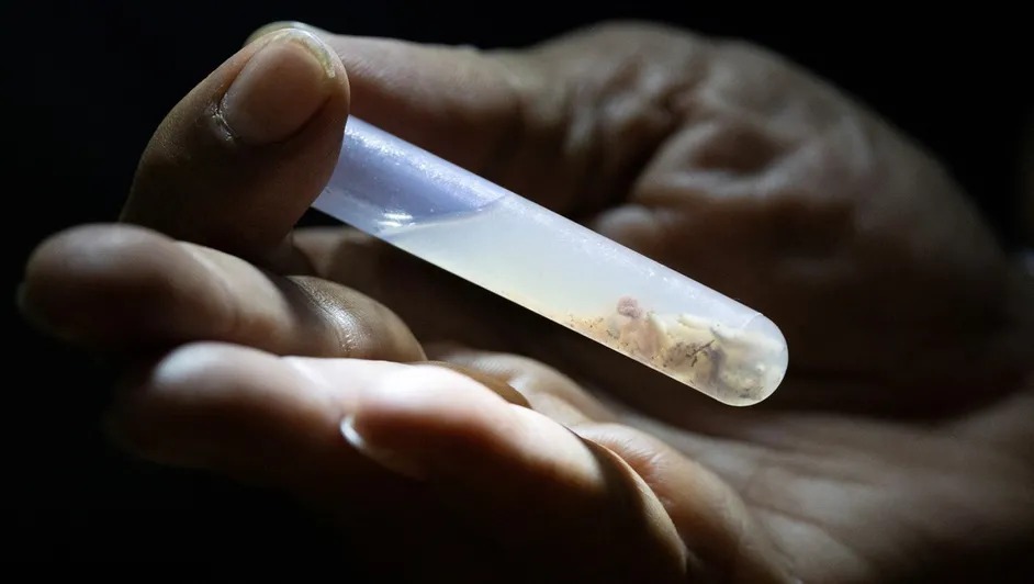 Yucatán entra en vigilancia sanitaria por 37 casos de gusano barrenador