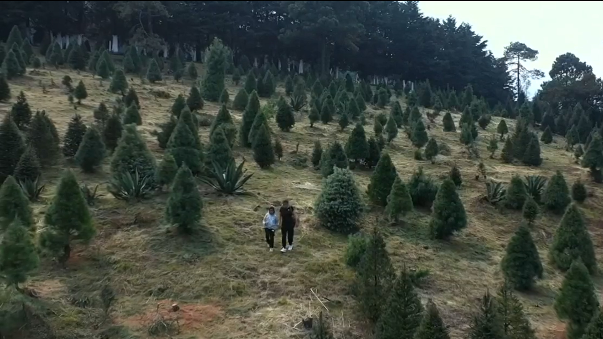 Árboles de Navidad: ¿cuál es su impacto ambiental cada temporada?