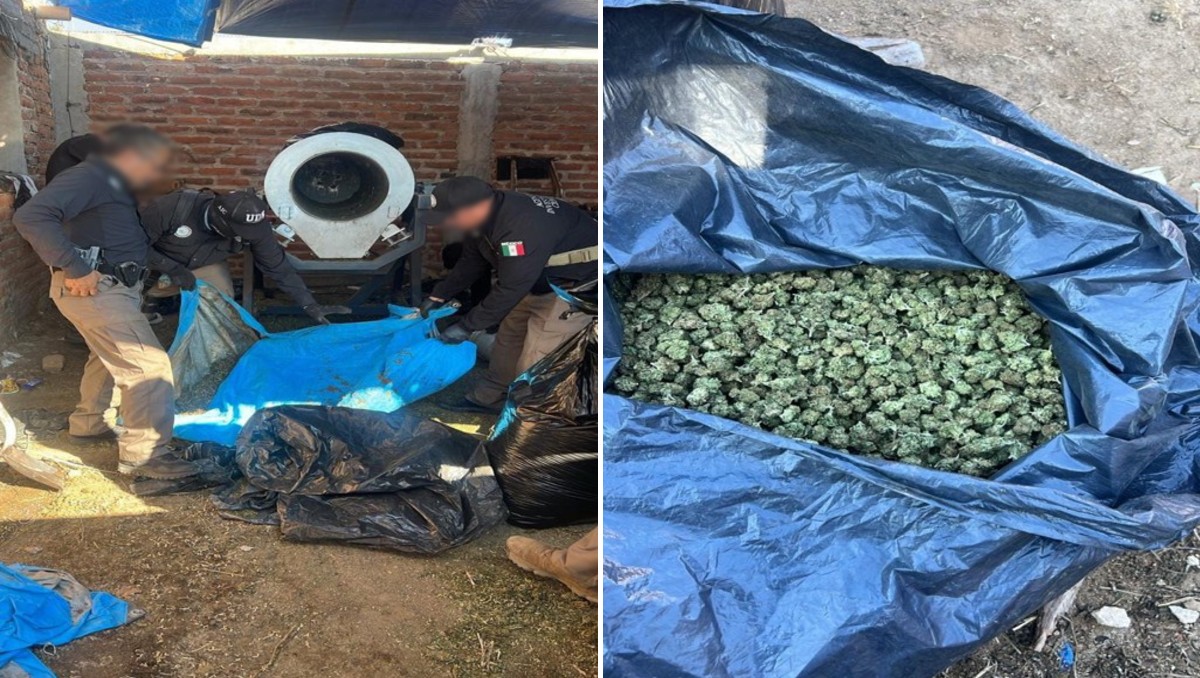 Autoridades localizaron la mariguana tras realizar un cateo en Jalisco. | SSPC