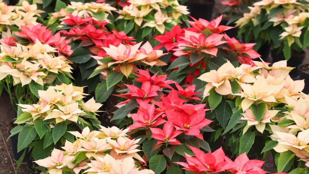 Flor de Nochebuena en Atlixco, Puebla | Melanie Torres