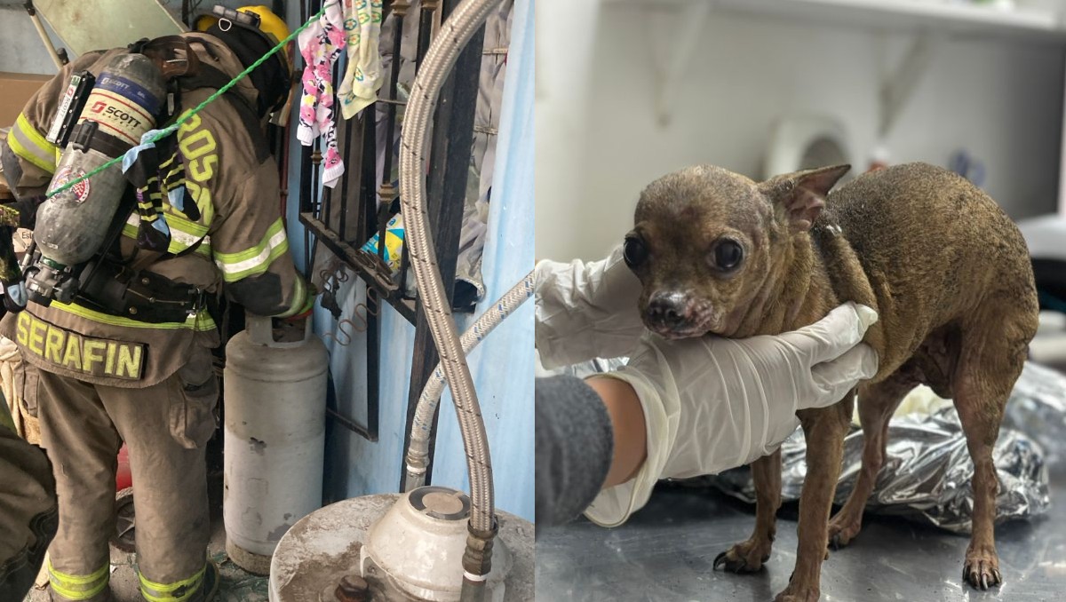 Entre los heridos se encuentra la perrita Pucca, de 16 años de edad. Foto: Especial