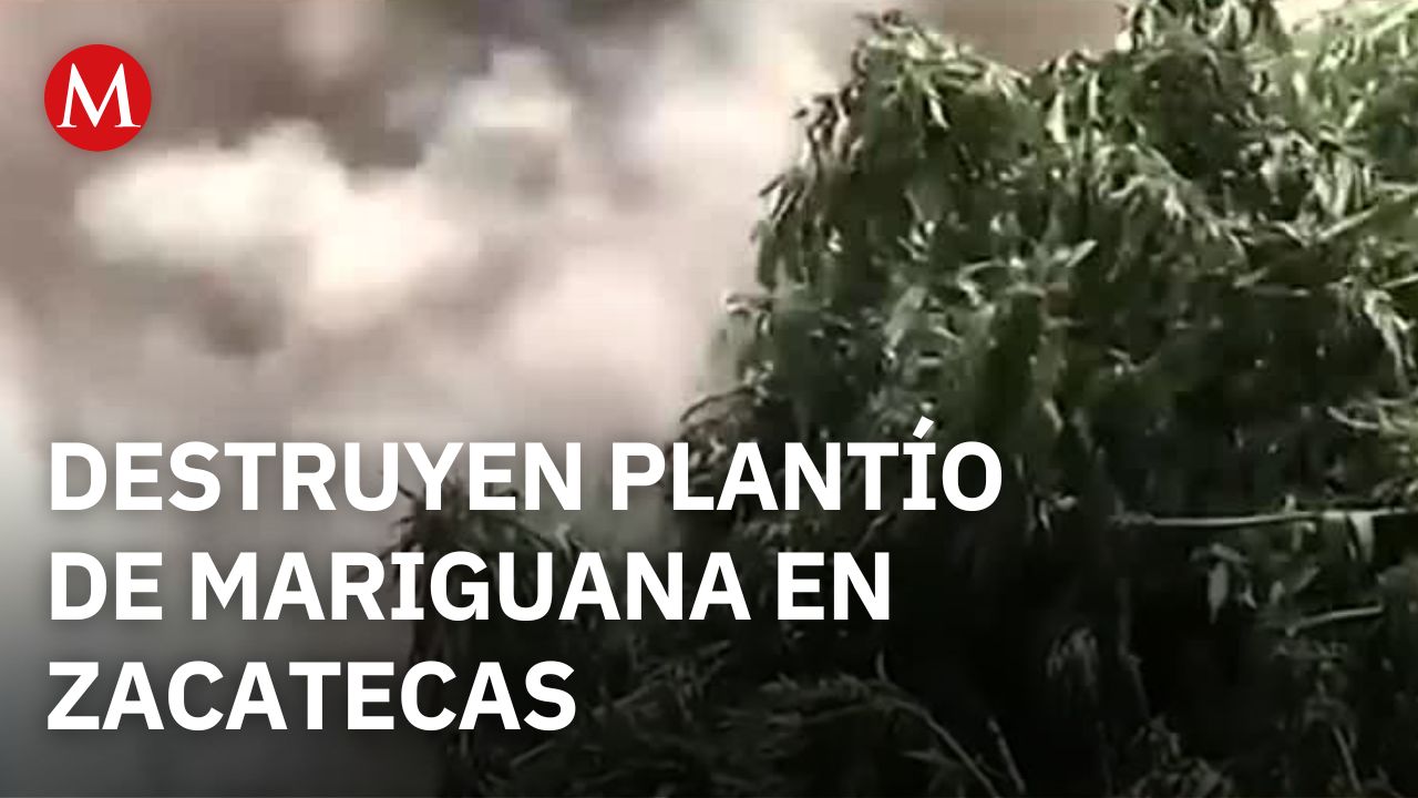 En Zacatecas, localizan e incendian plantío de mariguana