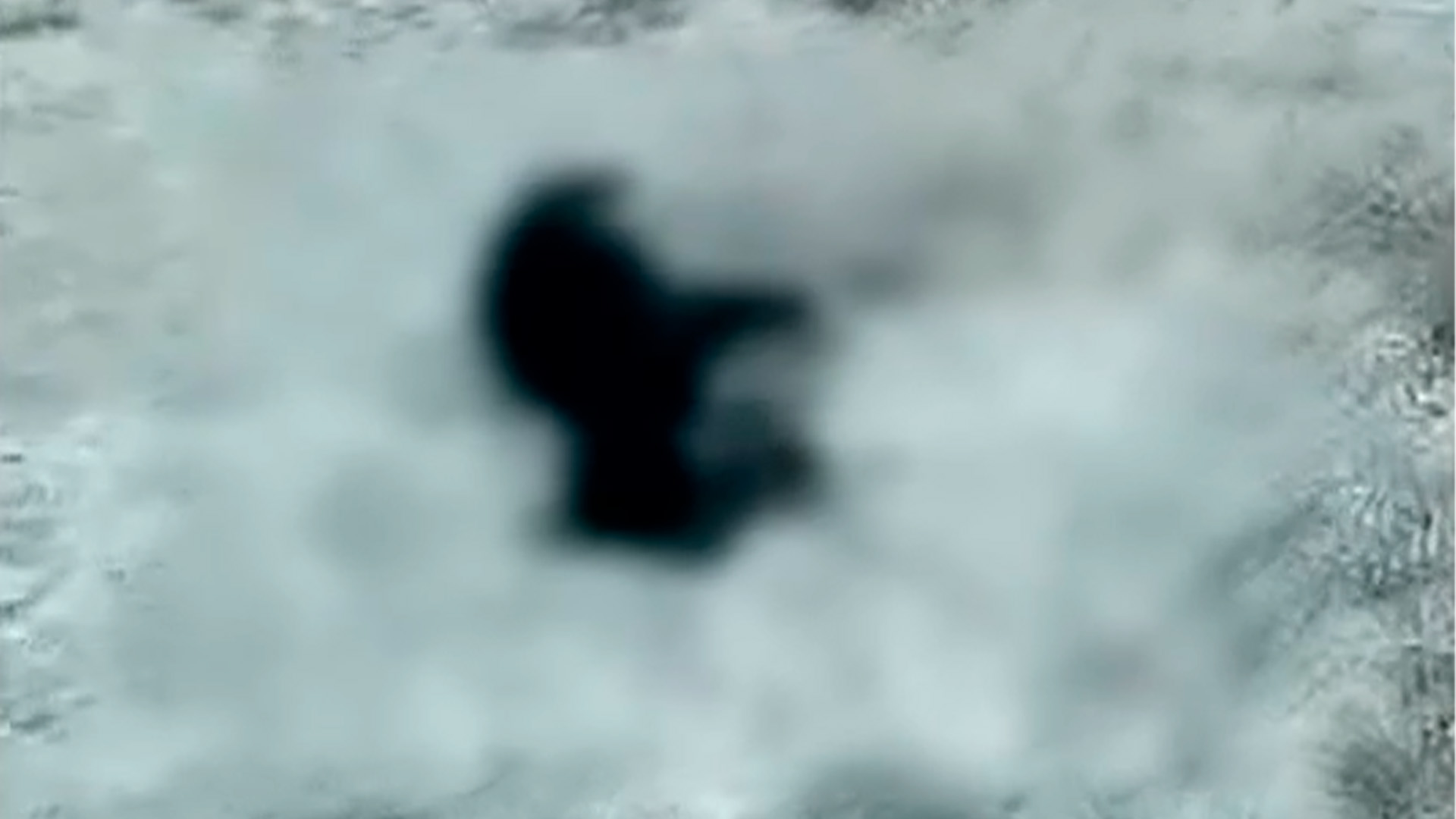 Exigen justicia en Juchipila por perros asesinados a balazos por policías