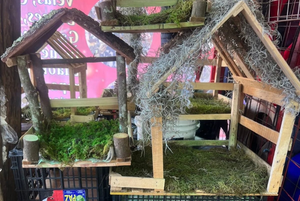 Extracción de musgo y heno afecta a los bosques y especies. (Cortesía)