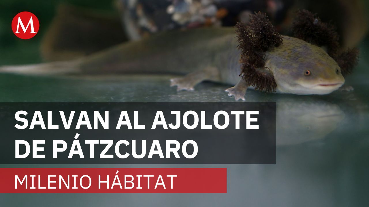 Guerra contra la extinción. El proyecto que salva al ajolote de Pátzcuaro | Milenio Hábitat