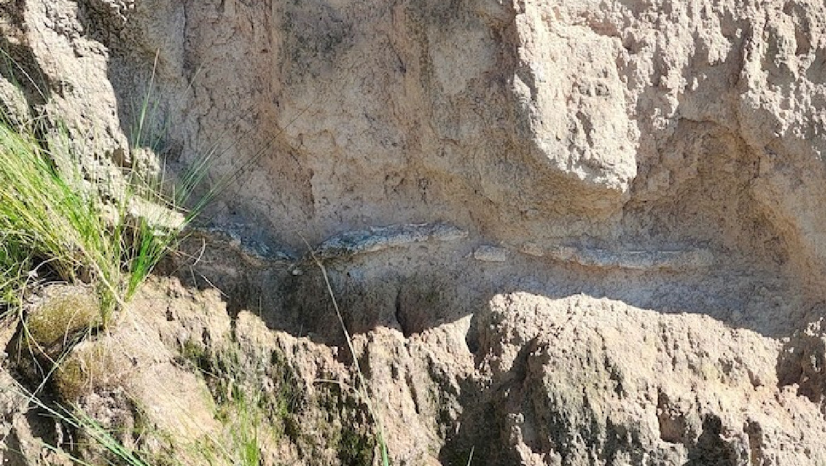 INAH lo confirma: fósiles en Acatzingo, son de un gliptodonte | Especial