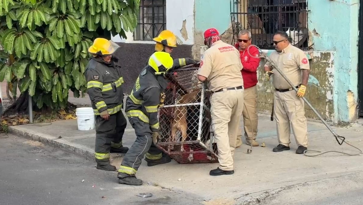 Fue necesaria la acción de protección animal para poder enjaular a los perros (Foto: Juan Carlos Munguía)