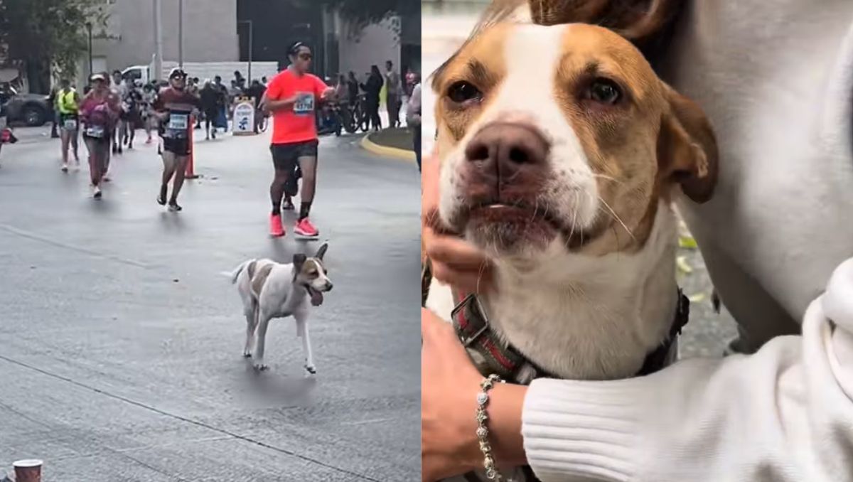 La perrita fue vista corriendo el Maratón Powerade 2025. | Especial