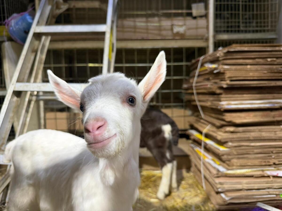 Pidieron a las autoridades reflexionar sobre los cambios en la venta de animales. (Foto: especial)