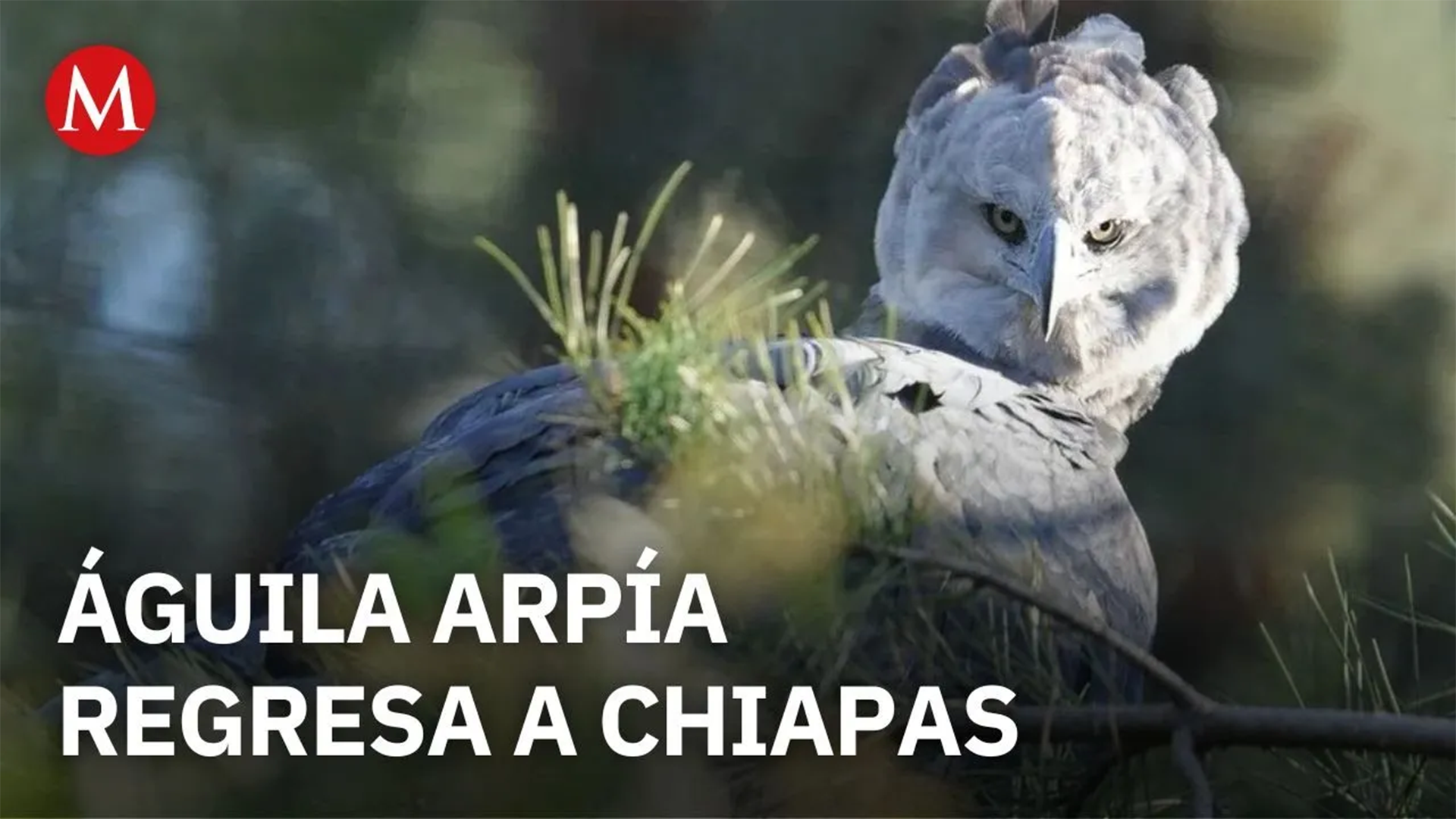 Regresa el águila arpía a Chiapas después de 30 años; inician protocolo de cuarentena para ejemplar