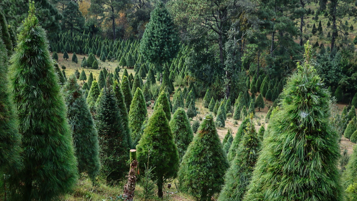 Árbol de Navidad natural en Puebla | Agencia Es Imagen