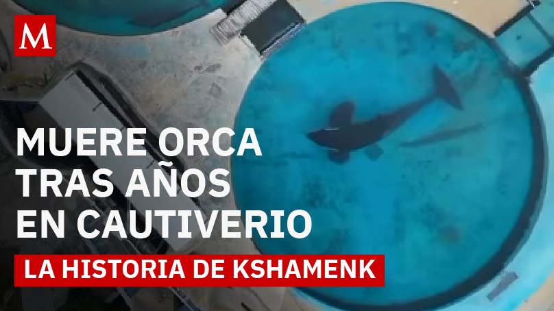 Muere Kshamenk, la orca rescatada que vivió 33 años en cautiverio