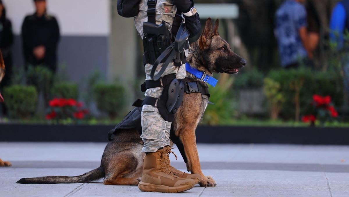 Este es uno de los nueve canes que llegaron a el escuadrón canino de Zapopan (Foto: Sebastián Cano)