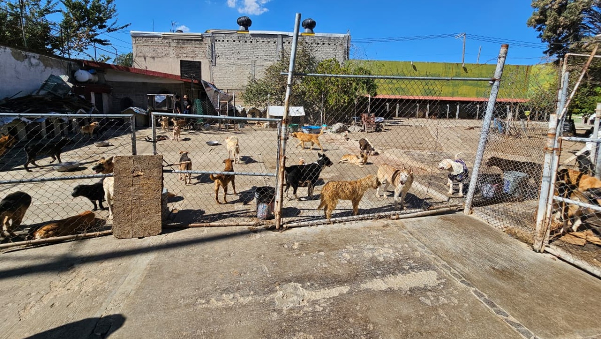 Más de 200 perros se encuentran en el albergue y requieren de distintos apoyos (Foto: Juan Carlos Munguía)