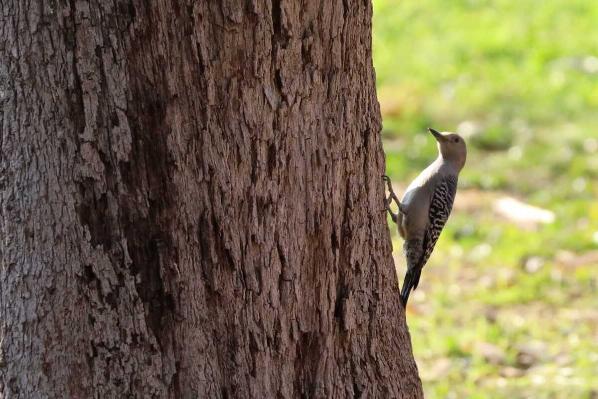 En pleno centro histórico de Torreón se sigue dando la venta de aves .| Verónica Rivera