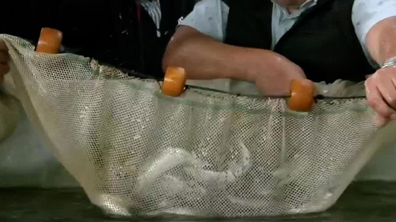 Proyecto busca rescatar y repoblar peces endémicos del lago de Pátzcuaro