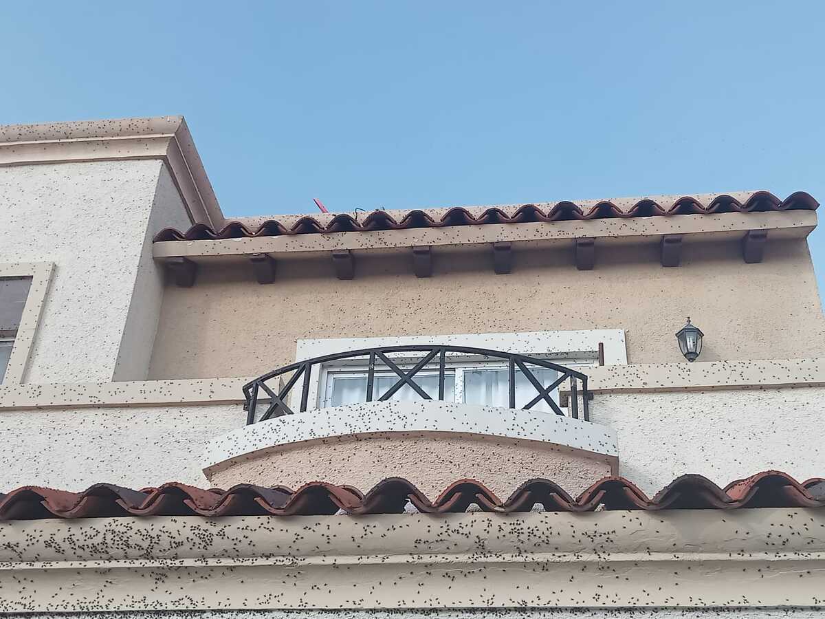 Reportan paredes y ventanas cubiertas de moscas en distintas privadas del fraccionamiento Florencia de Tizayuca, Hidalgo.