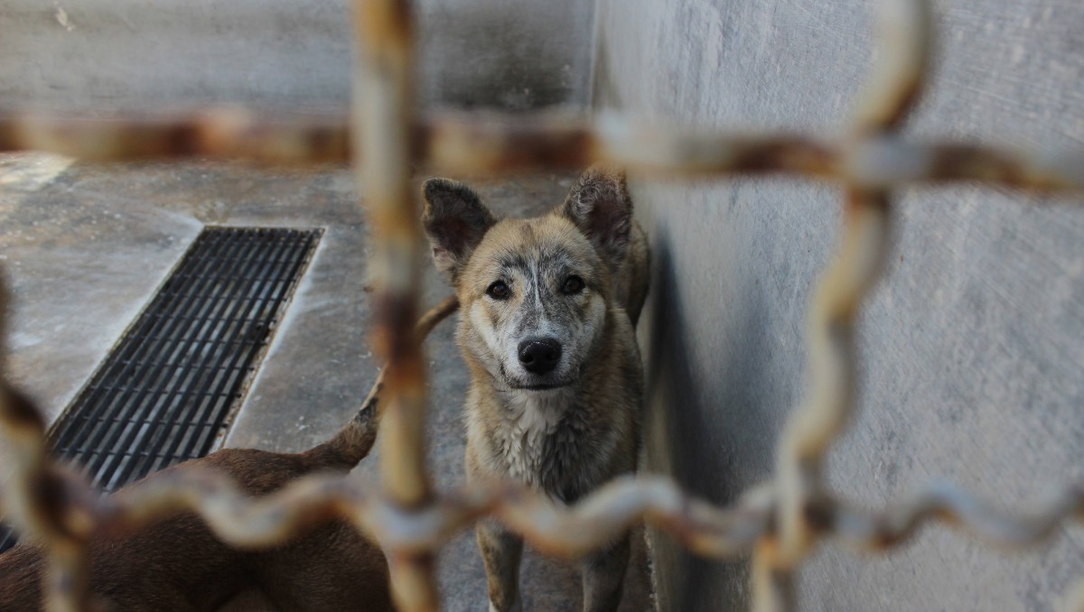 Hay cuatro canes en resguardo; el resto de sus compañeros escapó. (Foto: Dany Béjar)