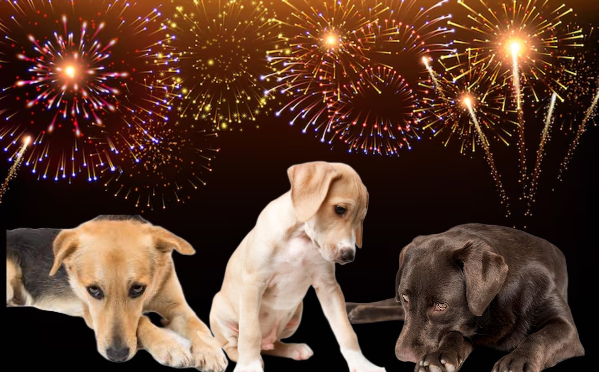 Muchos lomitos suelen presentar síntomas de ansiedad ante sonidos fuertes poniendo en riesgo su salud.