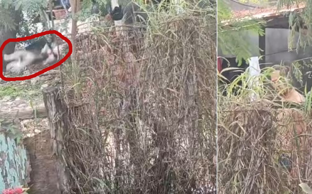 Maltrato a Husky. | Redes