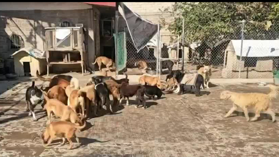Muere defensor de animales; más de 200 perros buscan hogar en Jalisco