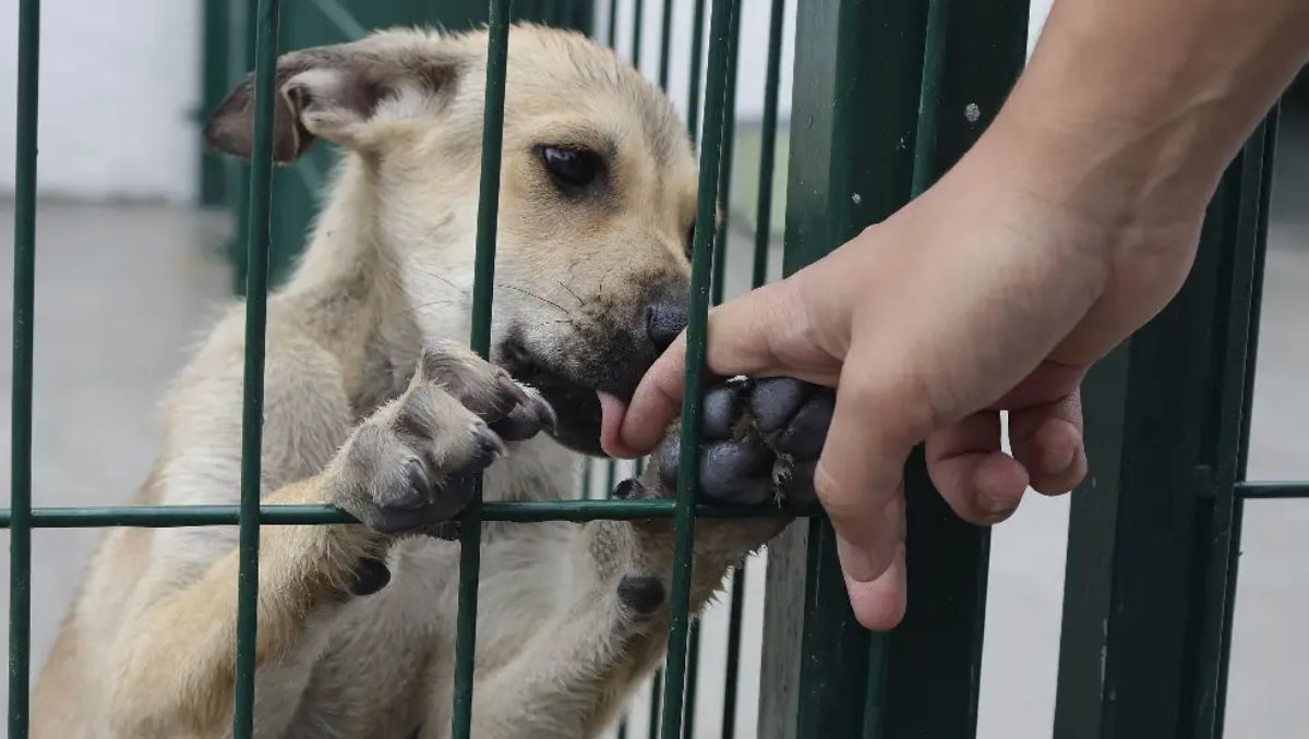 Únicamente en 2023 y en 2025 se superaron los 200 delitos por maltrato animal | Especial