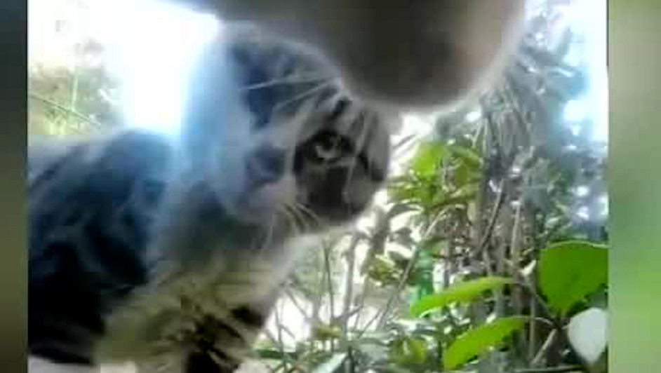 Universidad de Ankara analiza comunicación entre gatos y sus dueños