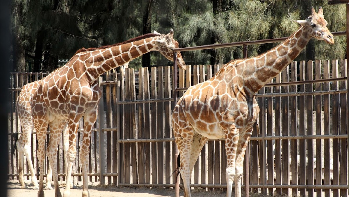 El Zoológico de León cerró temporalmente este 18 de diciembre debido a una inspección de Profepa.