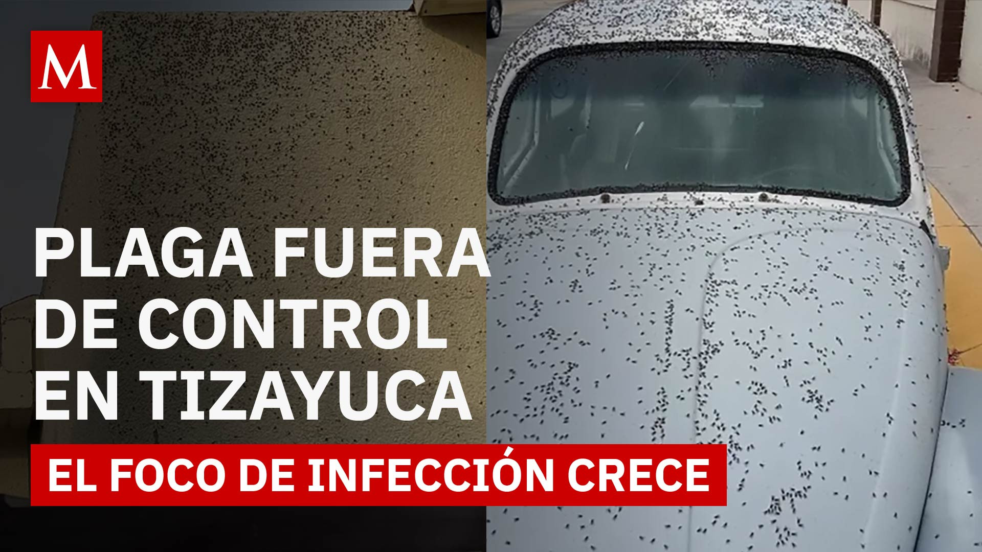 Alerta por plaga de moscas en Tizayuca