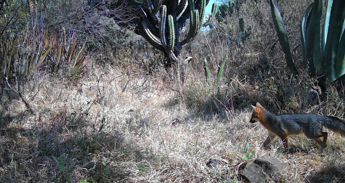 Cámaras trampa captan especies en San Agustín Tlaxiaca. (Cortesía)